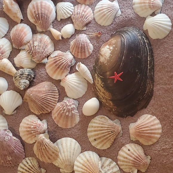 Real sea shells - Picture 7 of 13